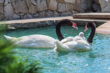  Green park Yalta-Intourist (  -) 64.  . -